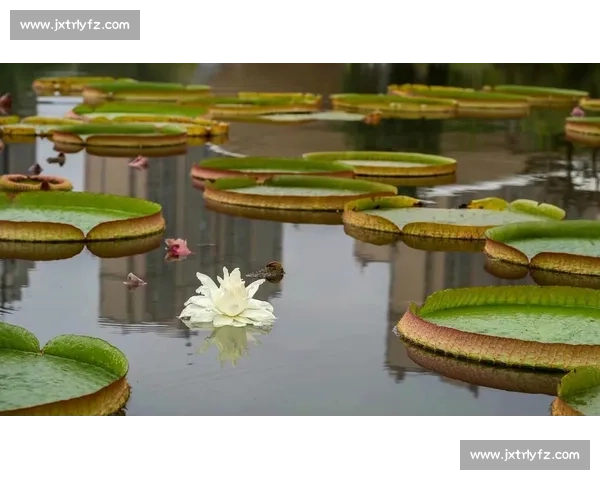 亚马孙王莲：黑夜绽放的 “善变花王”
